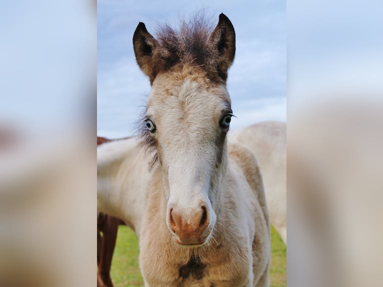 Icelandic Horse Stallion  13,2 hh Buckskin in Saarland