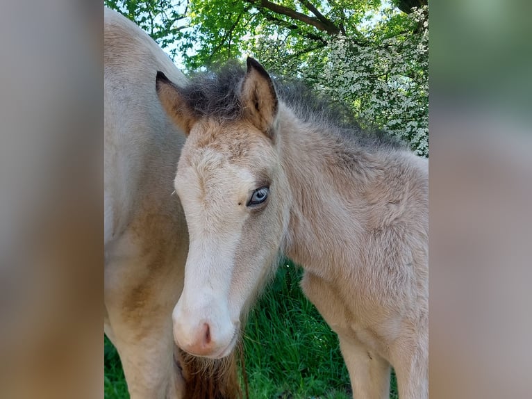 Icelandic Horse Stallion  13,2 hh Buckskin in Saarland