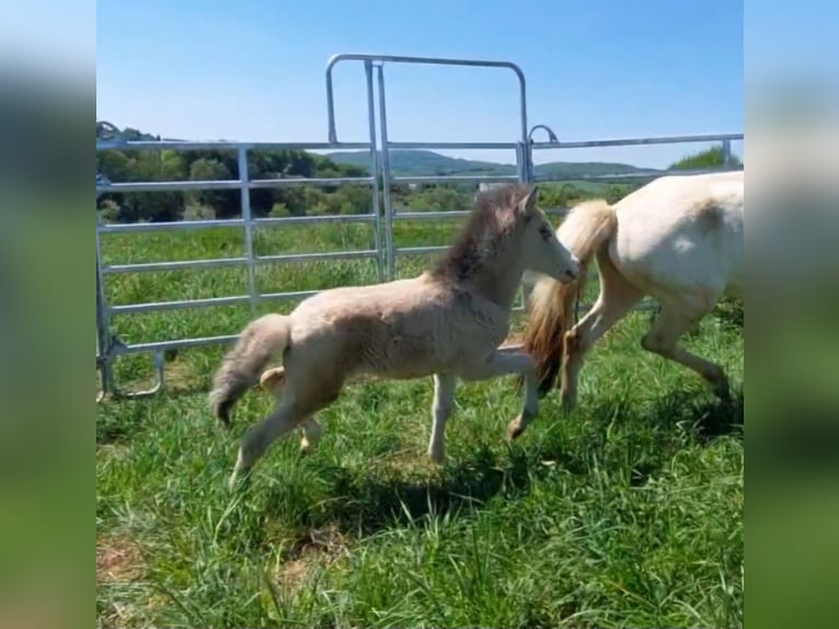 Icelandic Horse Stallion  13,2 hh Buckskin in Saarland