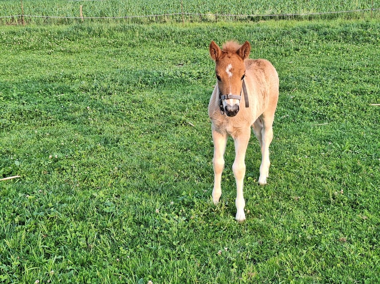Icelandic Horse Stallion Foal (05/2025) 13,2 hh Chestnut-Red in Schacha