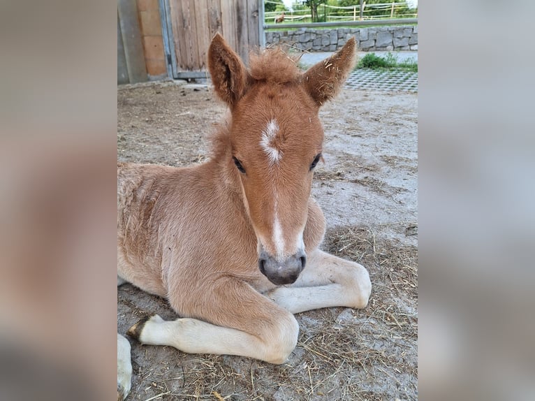 Icelandic Horse Stallion Foal (05/2025) 13,2 hh Chestnut-Red in Schacha