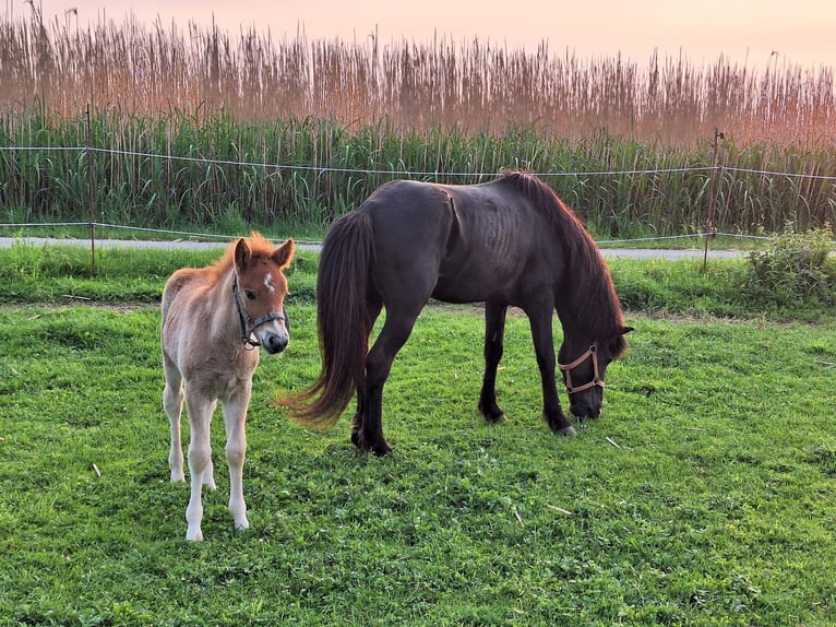 Icelandic Horse Stallion Foal (05/2025) 13,2 hh Chestnut-Red in Schacha