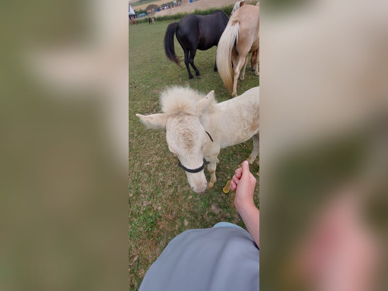 Icelandic Horse Stallion Foal (06/2025) 13,2 hh Perlino in Zerf