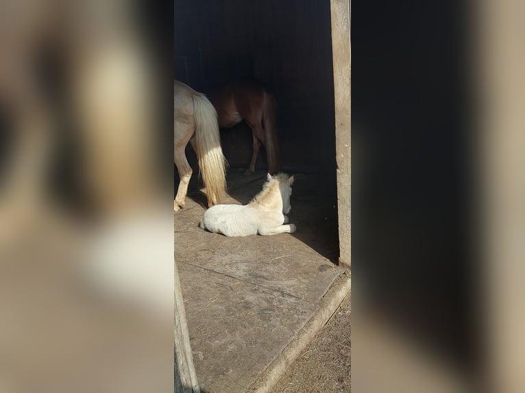 Icelandic Horse Stallion Foal (06/2025) 13,2 hh Perlino in Zerf