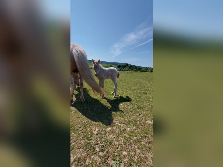 Icelandic Horse Stallion Foal (06/2025) 13,2 hh Perlino in Zerf