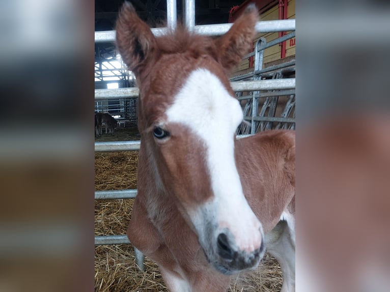 Icelandic Horse Stallion  13,3 hh Brown in Saarland