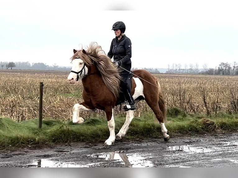 Icelandic Horse Stallion Foal (06/2024) 14,1 hh Black in Aichtal