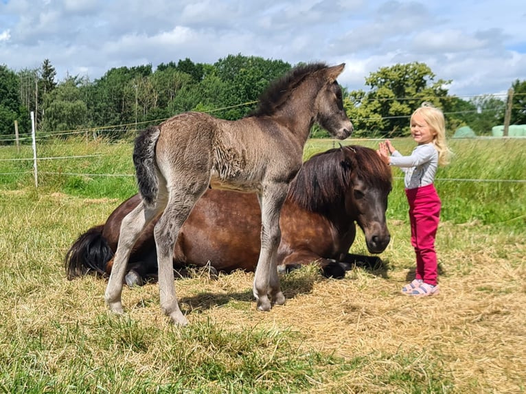 Icelandic Horse Stallion Foal (06/2024) 14,1 hh Black in Aichtal