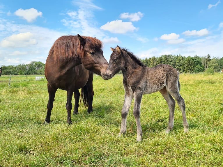 Icelandic Horse Stallion Foal (06/2024) 14,1 hh Black in Aichtal