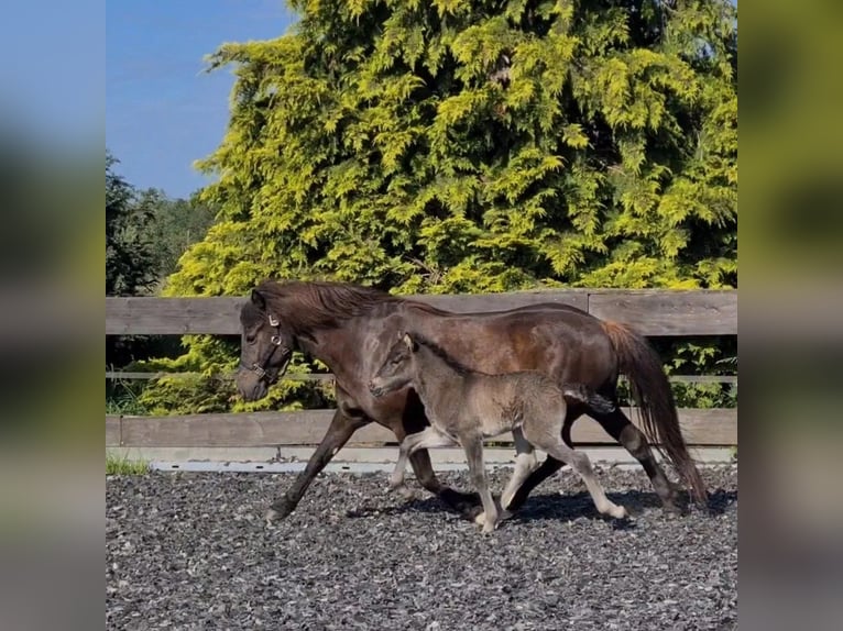 Icelandic Horse Stallion Foal (06/2024) 14,1 hh Black in Aichtal