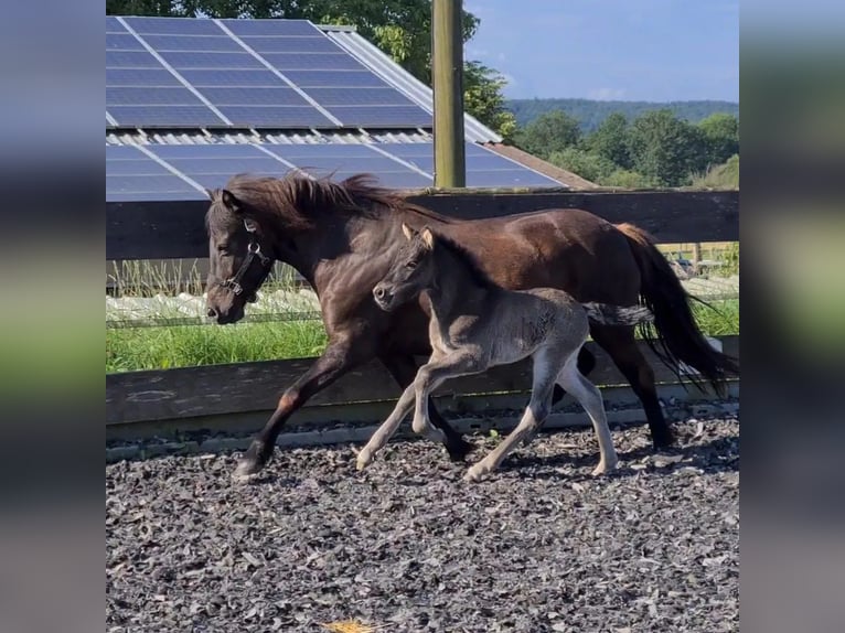 Icelandic Horse Stallion Foal (06/2024) 14,1 hh Black in Aichtal