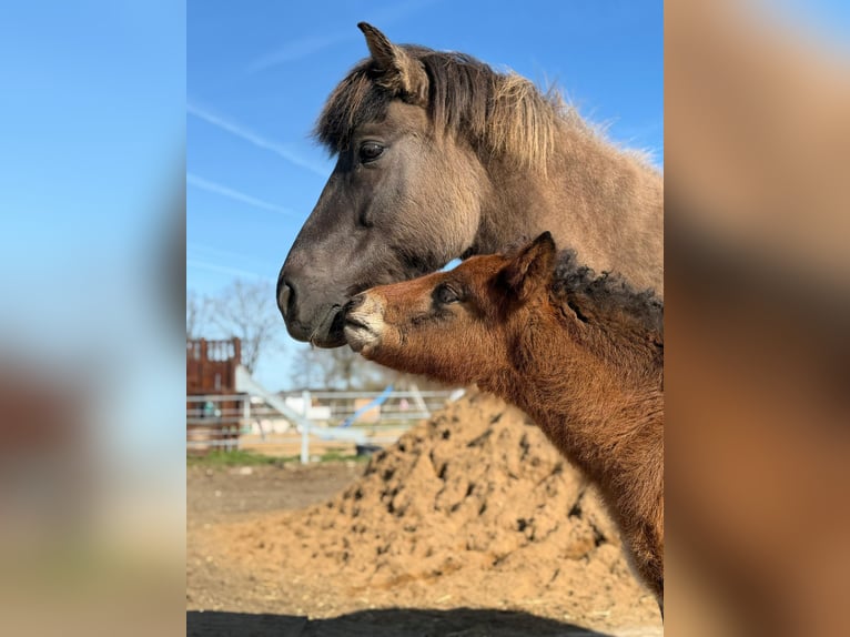 Icelandic Horse Stallion Foal (01/2026) 14.1 hh Brown in Lehmrade