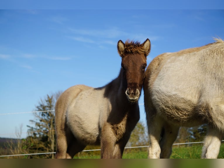 Icelandic Horse Stallion Foal (05/2024) 14,1 hh Dun in Denklingen