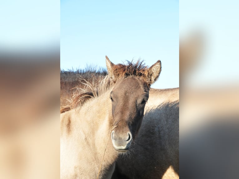 Icelandic Horse Stallion Foal (05/2024) 14,1 hh Dun in Denklingen