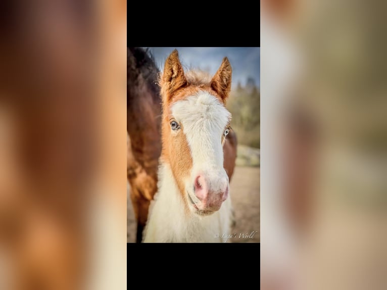Icelandic Horse Mix Stallion Foal (03/2026) 14.1 hh Pinto in Salzburg