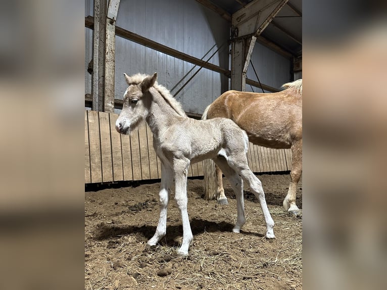 Icelandic Horse Stallion Foal (05/2024) 14 hh Pearl in Hella