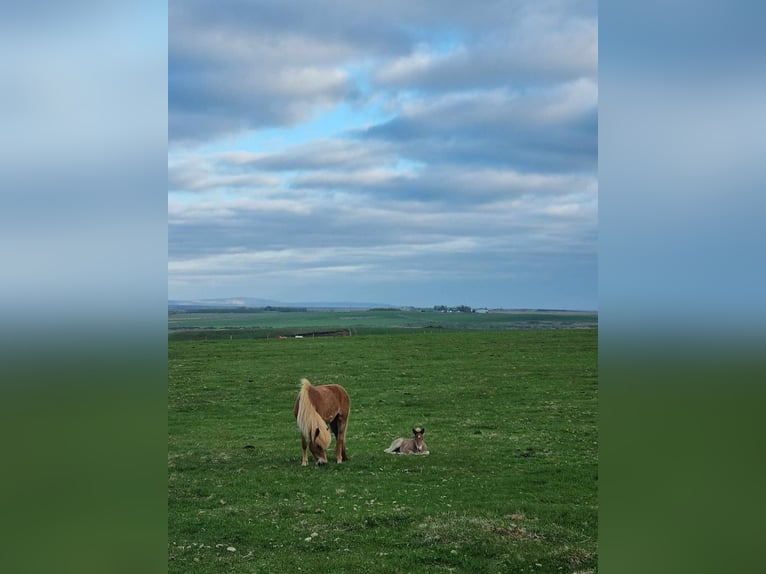 Icelandic Horse Stallion Foal (05/2024) 14 hh Pearl in Hella