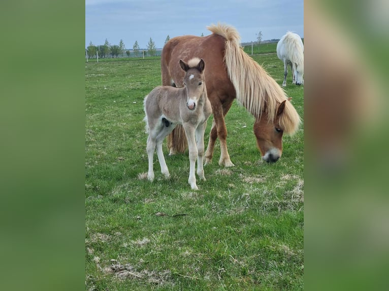 Icelandic Horse Stallion Foal (05/2024) 14 hh Pearl in Hella