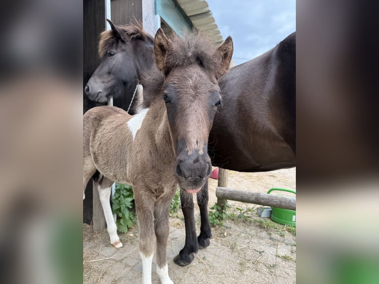 Icelandic Horse Stallion  14 hh Pinto in Thuine