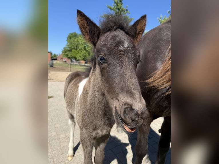 Icelandic Horse Stallion  14 hh Pinto in Thuine