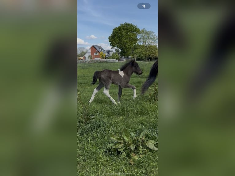 Icelandic Horse Stallion  14 hh Pinto in Thuine