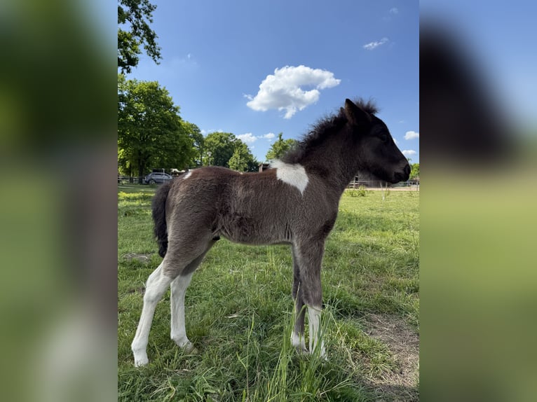 Icelandic Horse Stallion  14 hh Pinto in Thuine
