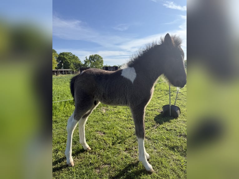 Icelandic Horse Stallion  14 hh Pinto in Thuine