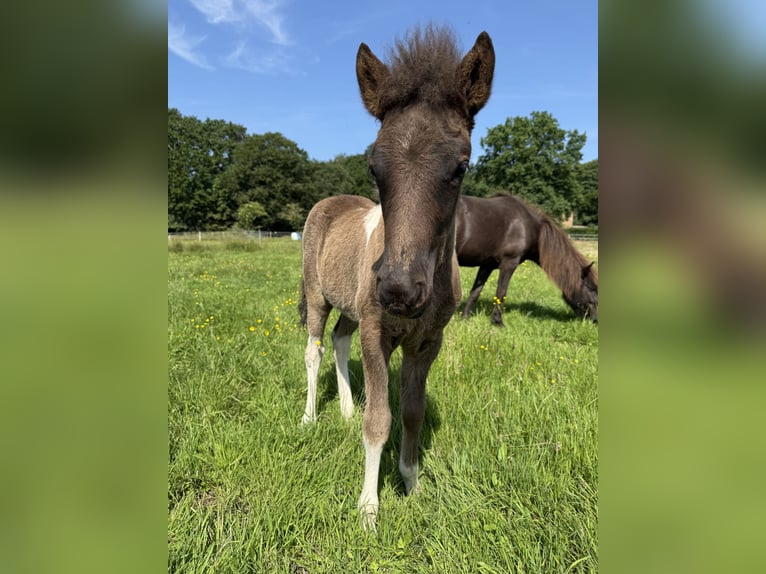 Icelandic Horse Stallion  14 hh Pinto in Thuine
