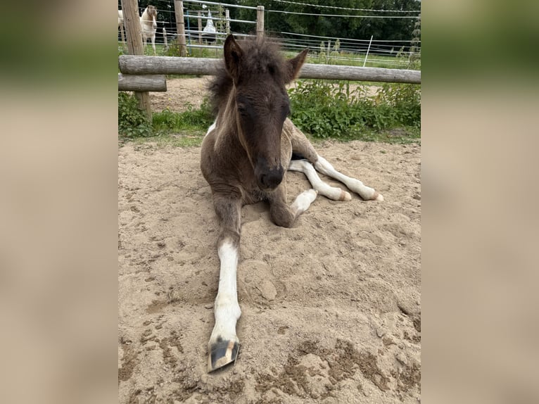 Icelandic Horse Stallion  14 hh Pinto in Thuine