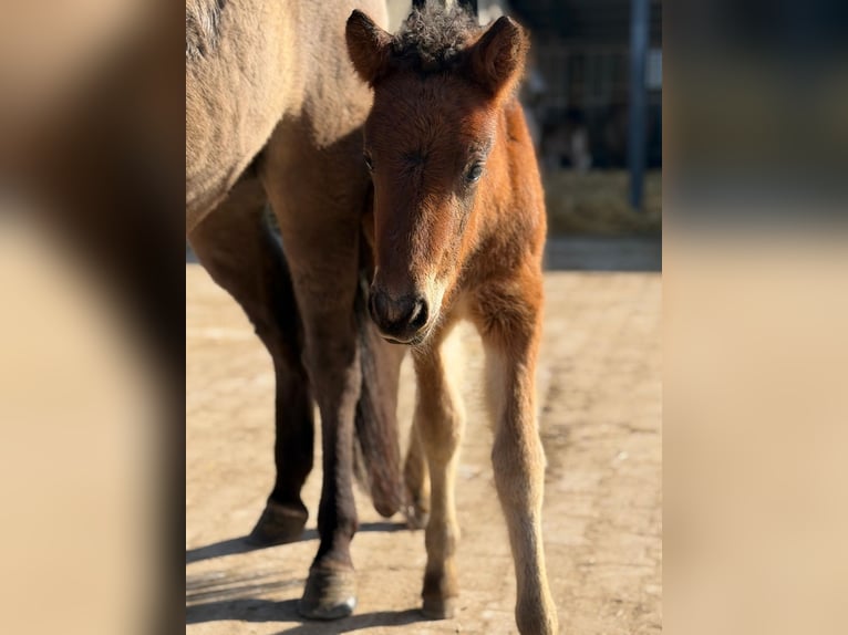 Icelandic Horse Stallion Foal (01/2026) 14,1 hh Brown in Lehmrade