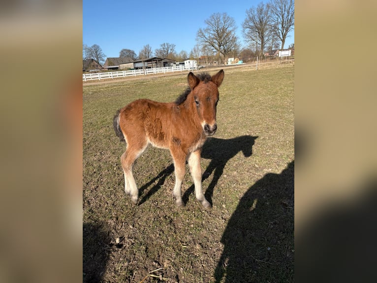 Icelandic Horse Stallion Foal (01/2026) 14,1 hh Brown in Lehmrade