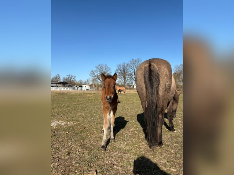 Icelandic Horse Stallion Foal (01/2026) 14,1 hh Brown in Lehmrade