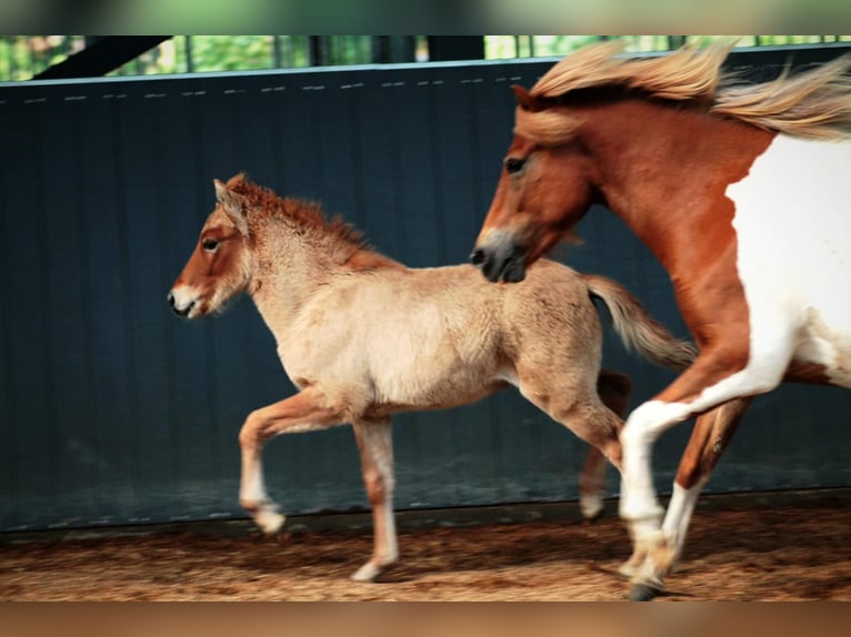 Icelandic Horse Stallion Foal (07/2025) 14,1 hh Dun in Lehmrade