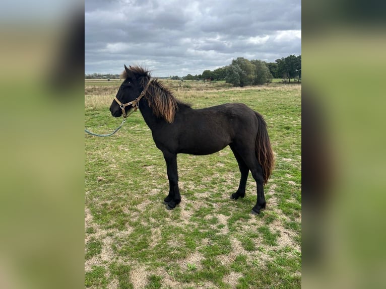 Icelandic Horse Stallion Foal (07/2025) 14,2 hh Grullo in Venlo