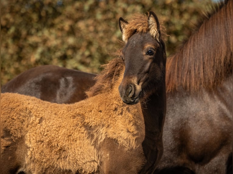 Icelandic Horse Stallion Foal (06/2024) Black in Aichtal