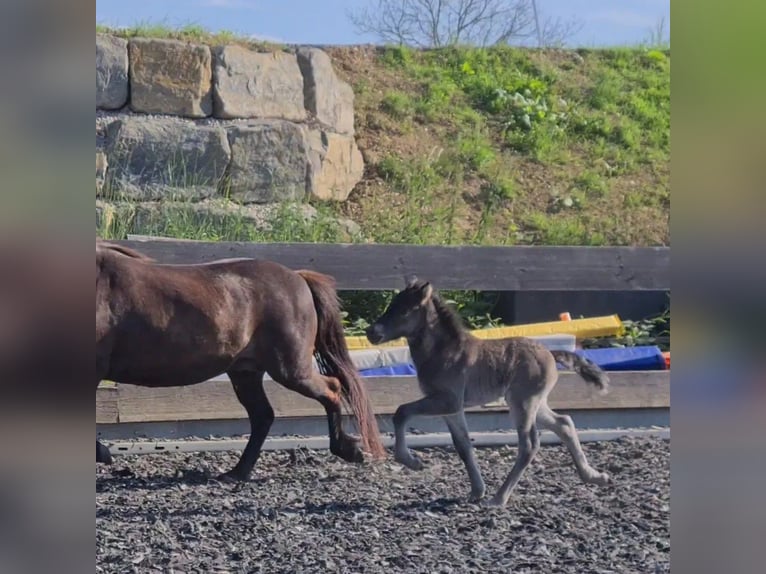 Icelandic Horse Stallion Foal (06/2024) Black in Aichtal