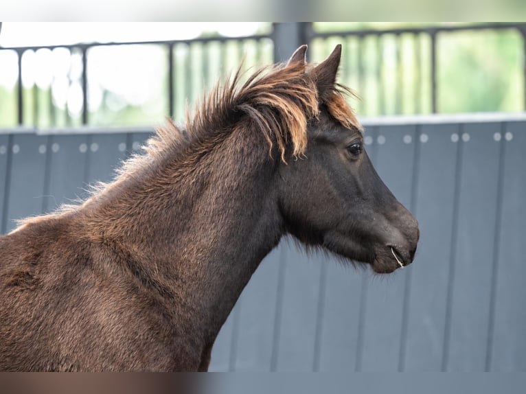Icelandic Horse Stallion Foal (01/2026) Black in Horst