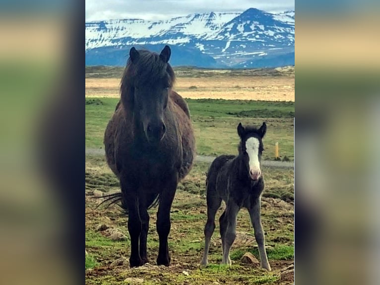 Icelandic Horse Stallion Foal (05/2026) Black in Borgarnesi