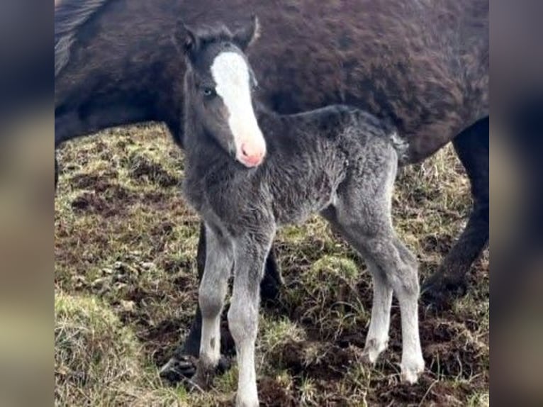 Icelandic Horse Stallion Foal (05/2026) Black in Borgarnesi