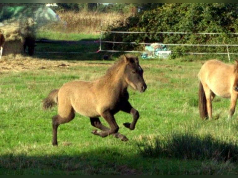 Icelandic Horse Stallion Foal (07/2026) Black in Neustadt am Rübenberge