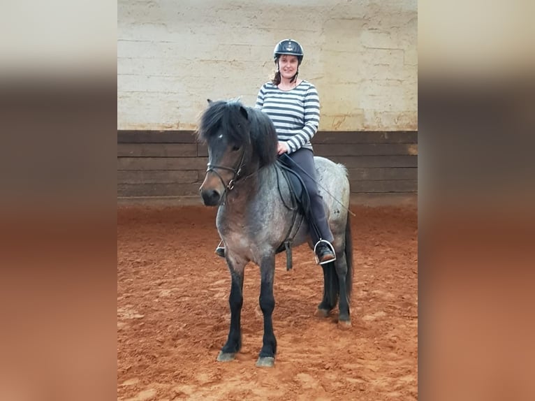 Icelandic Horse Stallion  Black in Wadern