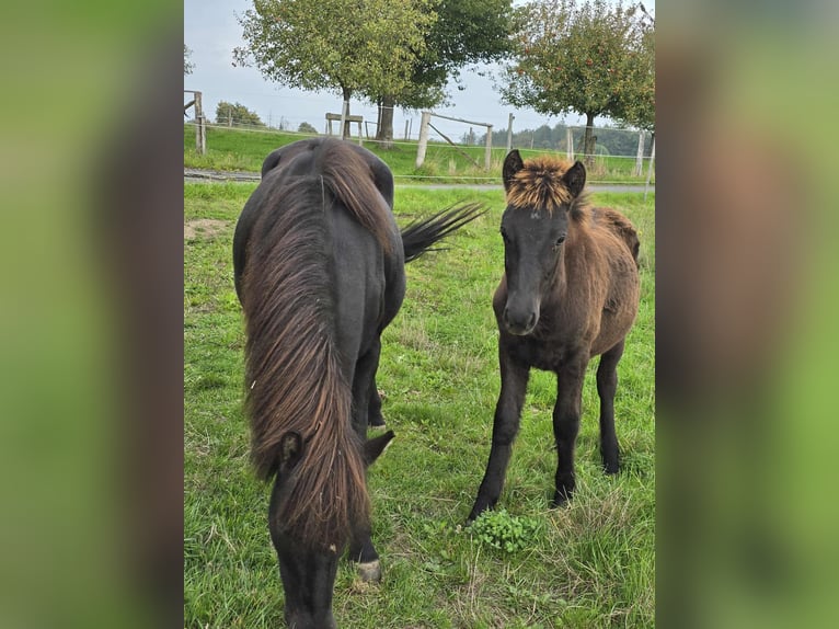 Icelandic Horse Stallion Foal (04/2025) Black in Linkenbach