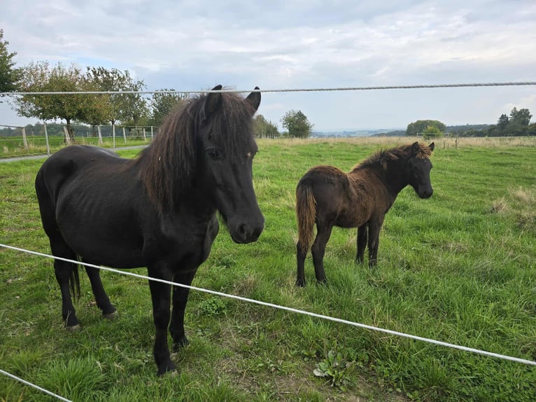Icelandic Horse Stallion Foal (04/2025) Black in Linkenbach