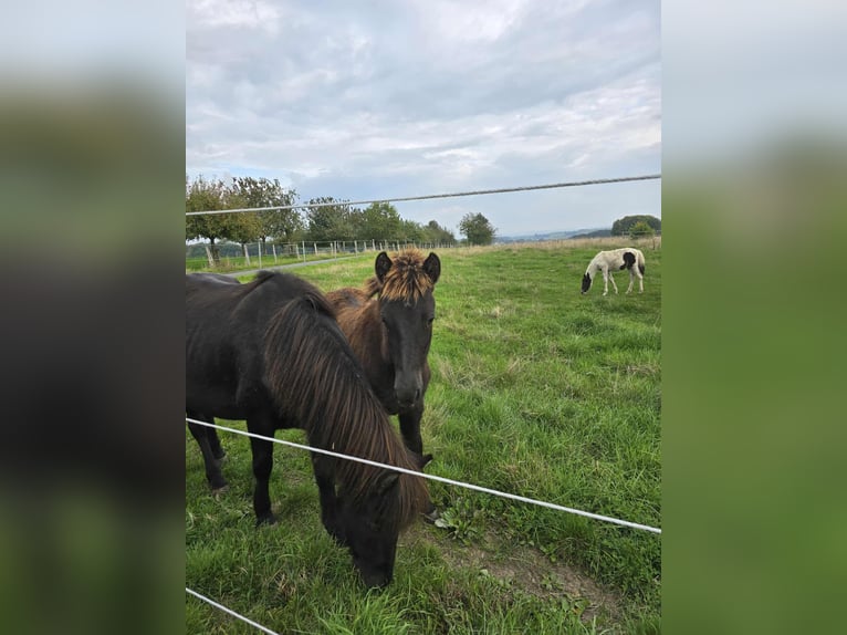 Icelandic Horse Stallion Foal (04/2025) Black in Linkenbach