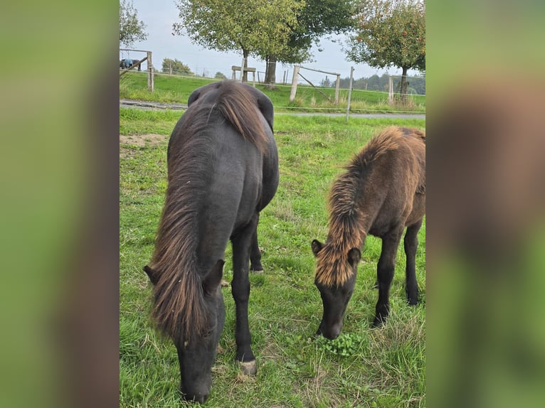 Icelandic Horse Stallion Foal (04/2025) Black in Linkenbach