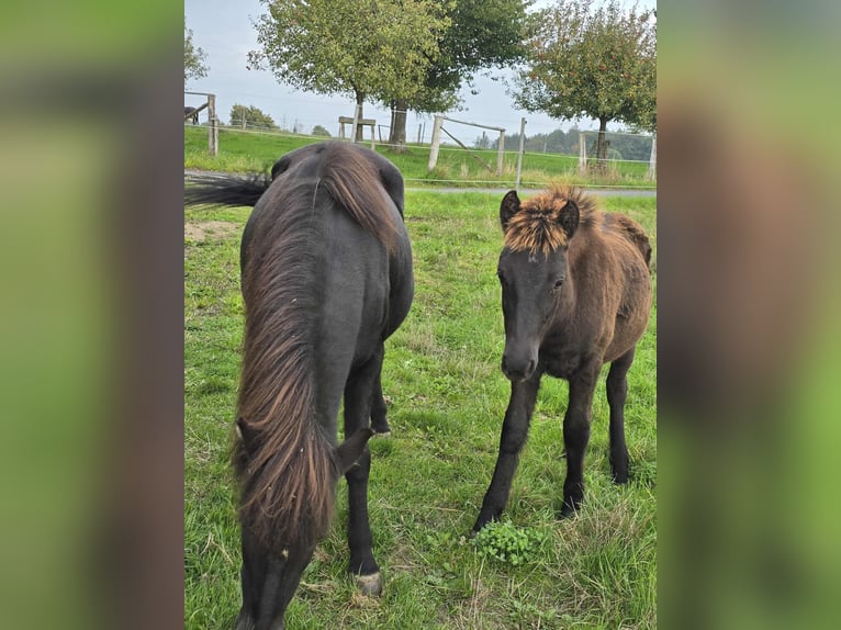 Icelandic Horse Stallion Foal (04/2025) Black in Linkenbach