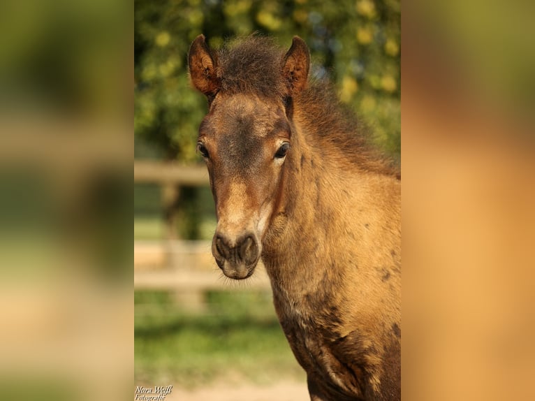 Icelandic Horse Stallion Foal (07/2025) Brown in Lauterhofen