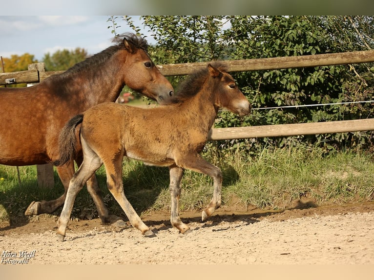 Icelandic Horse Stallion Foal (07/2025) Brown in Lauterhofen