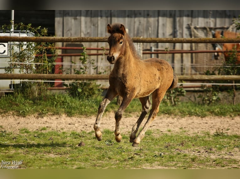Icelandic Horse Stallion Foal (07/2025) Brown in Lauterhofen
