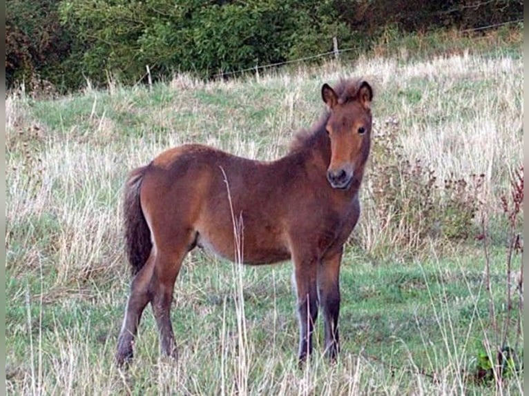 Icelandic Horse Stallion Foal (06/2026) Brown in Neustadt am Rübenberge
